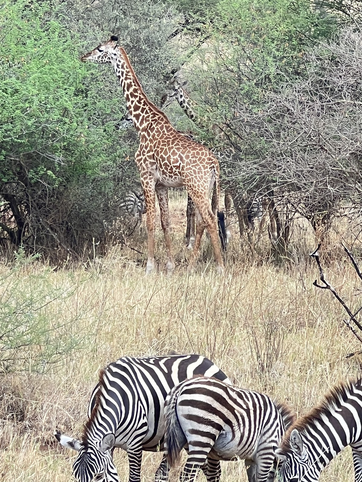 Tanzania Maasai Guide Safaris — tour operator in Shamsi Street, Tanzania – photo 5