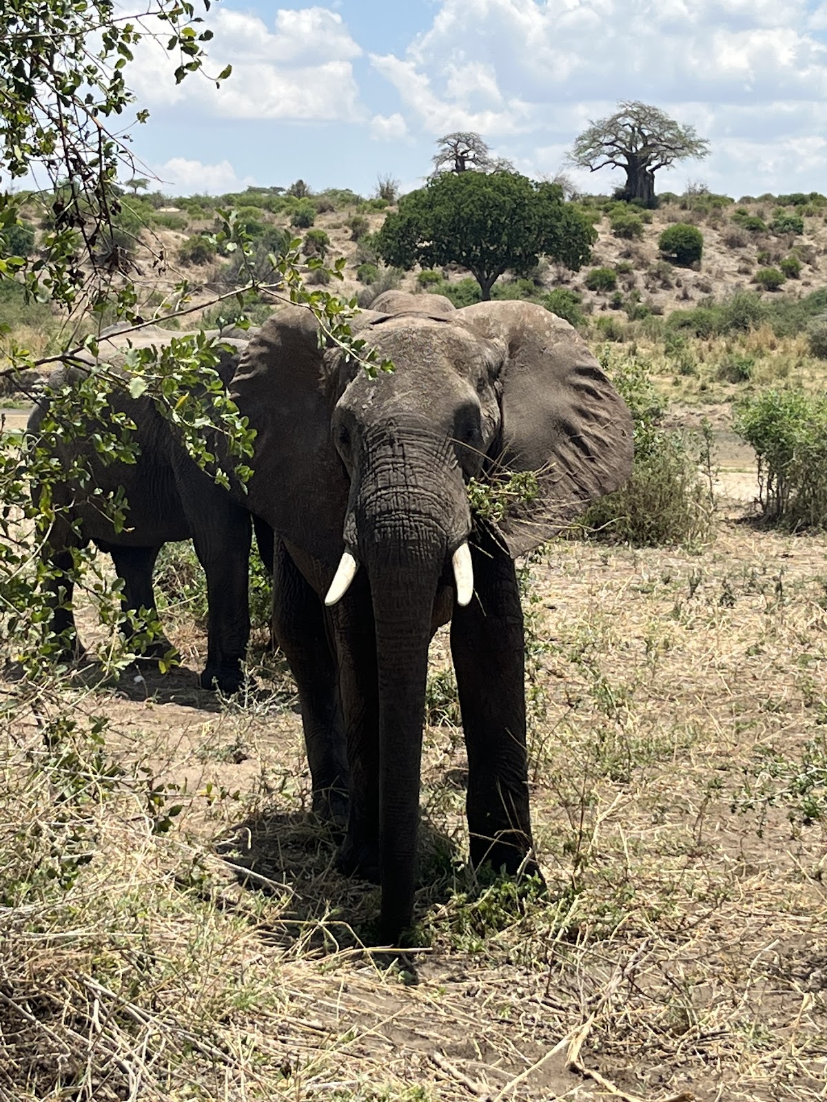 Tanzania Maasai Guide Safaris — tour operator in Shamsi Street, Tanzania – photo 4