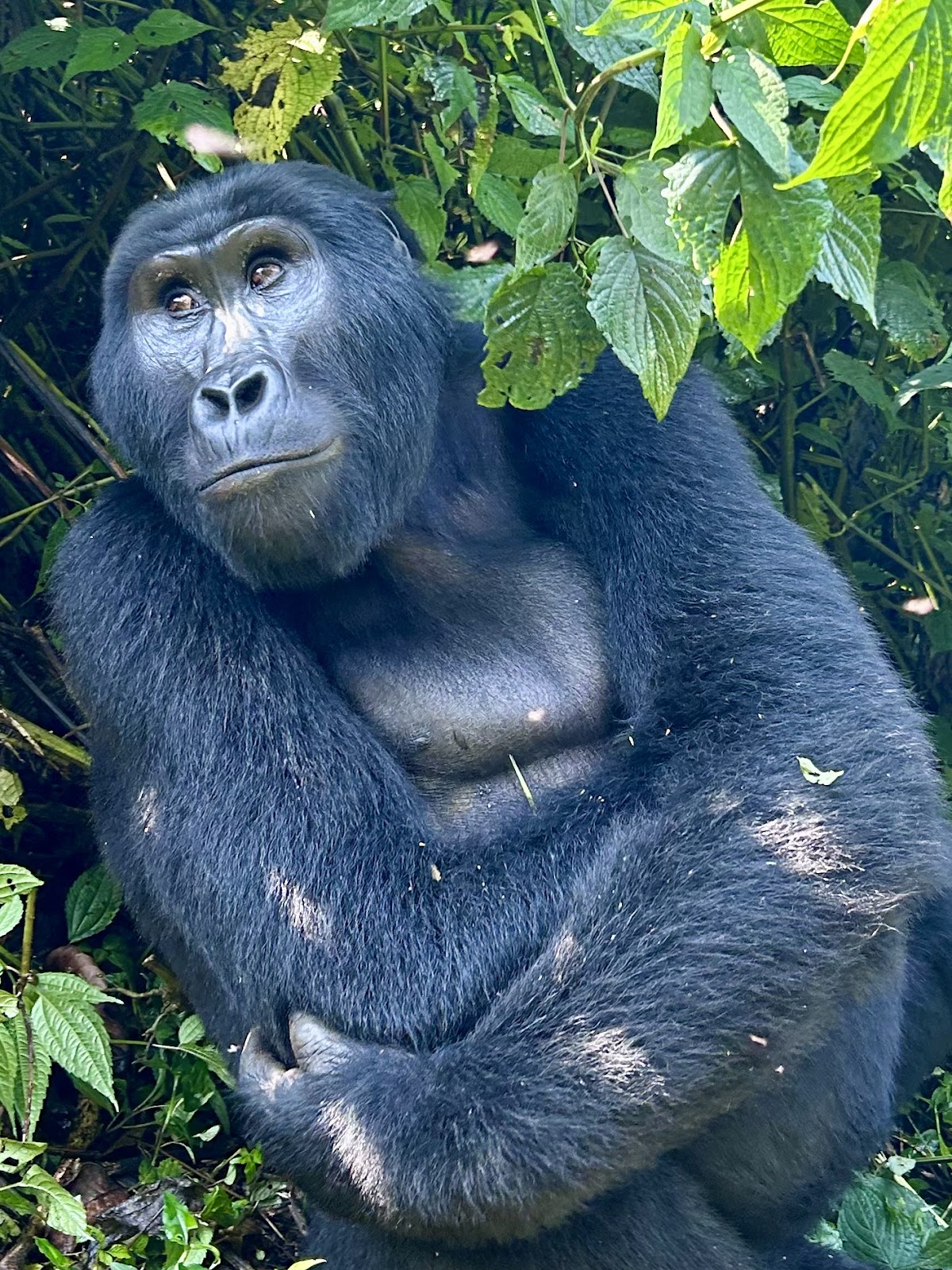 trek rwenzori tours | gorilla trekking | rwenzori trekking | safaris uganda — tour operator in Rukidi III St, Uganda – photo 2