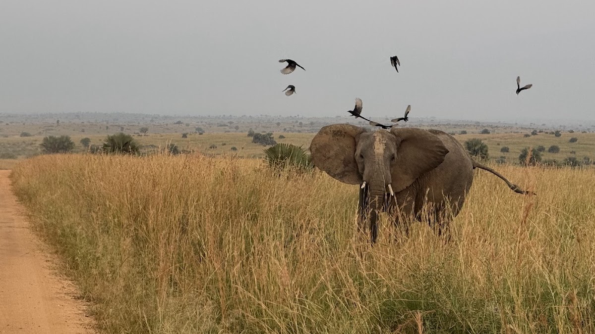 trek rwenzori tours | gorilla trekking | rwenzori trekking | safaris uganda — tour operator in Rukidi III St, Uganda – photo 4