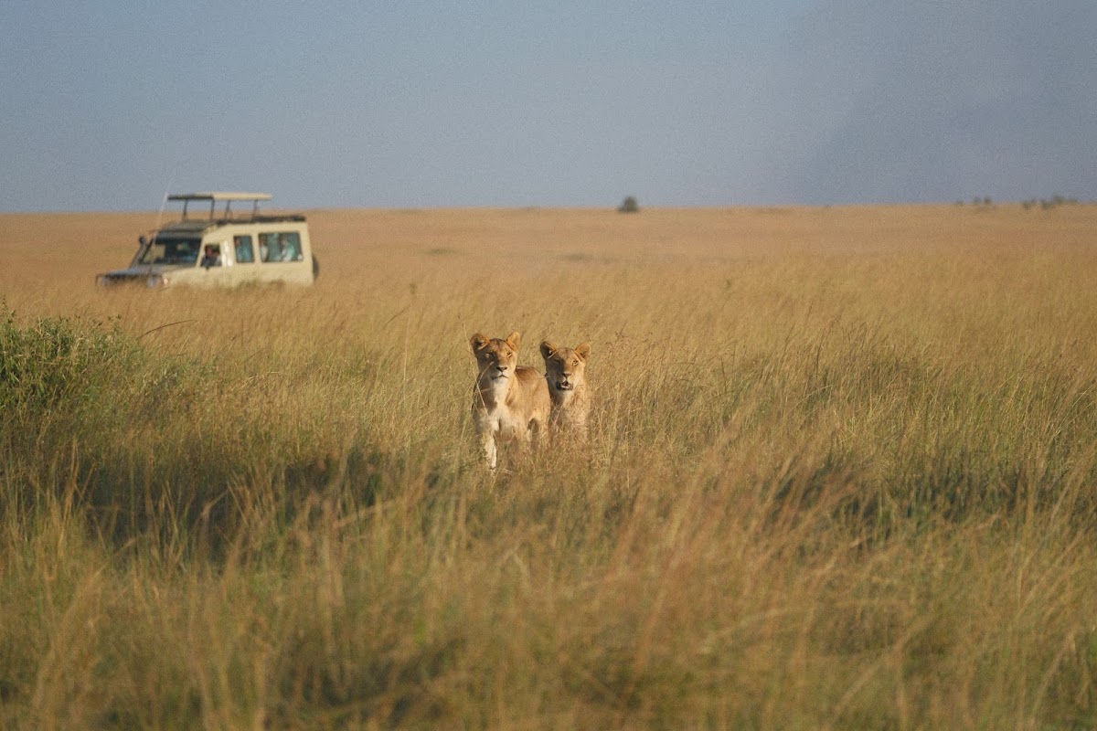 Africa Kenya Safaris — tour operator in 204 Sports Rd, Kenya – photo 6