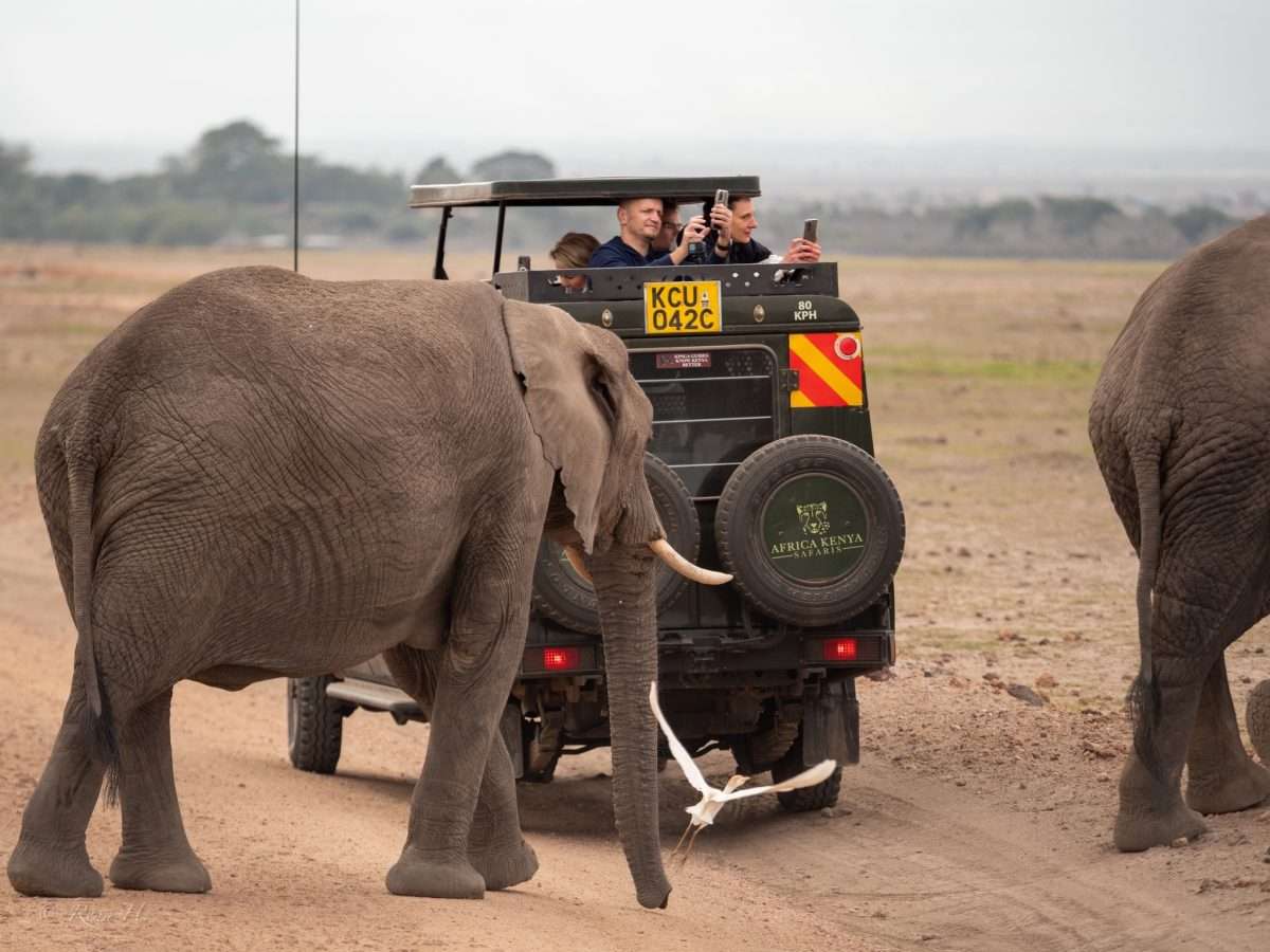 Africa Kenya Safaris — tour operator in 204 Sports Rd, Kenya – photo 2