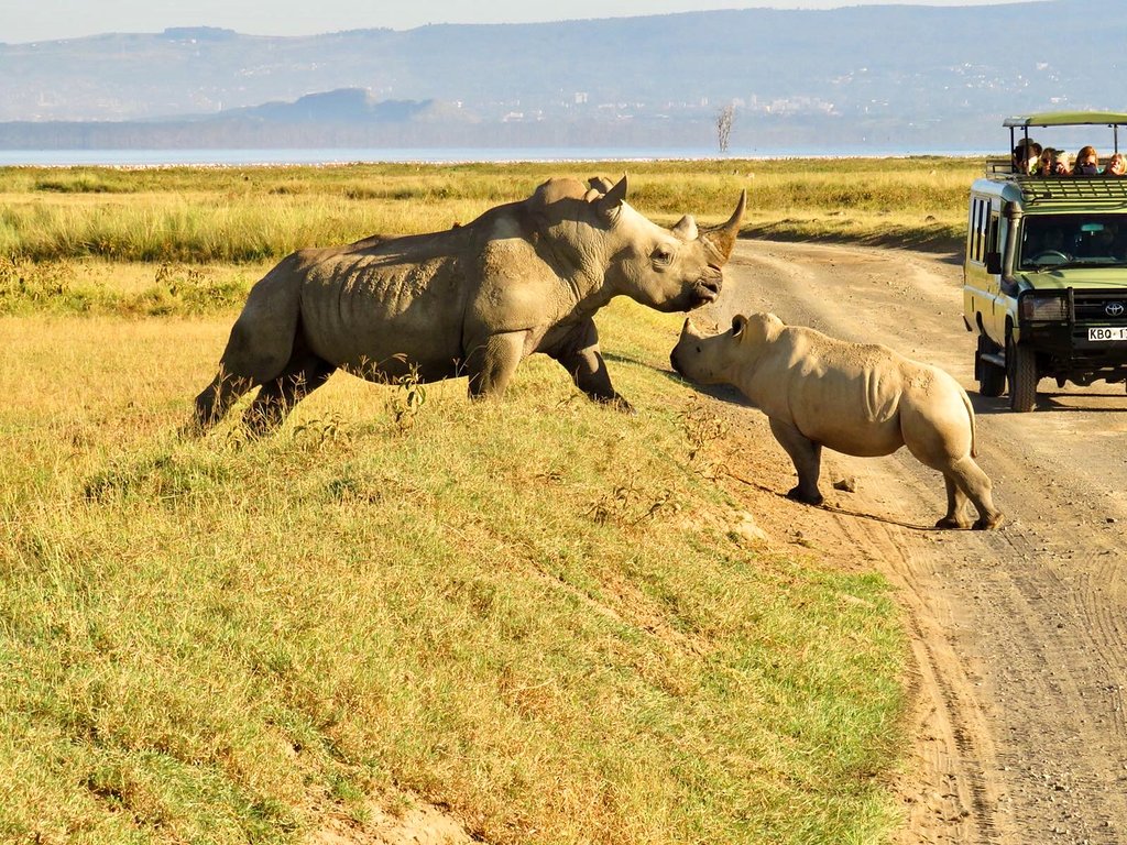 Africa Kenya Safaris — tour operator in 204 Sports Rd, Kenya – photo 5