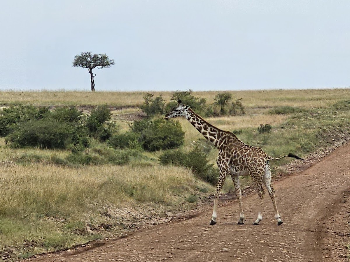 Africa Kenya Safaris — tour operator in 204 Sports Rd, Kenya – photo 4