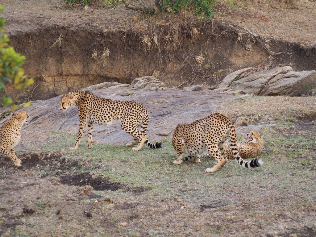 Africa Kenya Safaris — tour operator in 204 Sports Rd, Kenya – photo 3