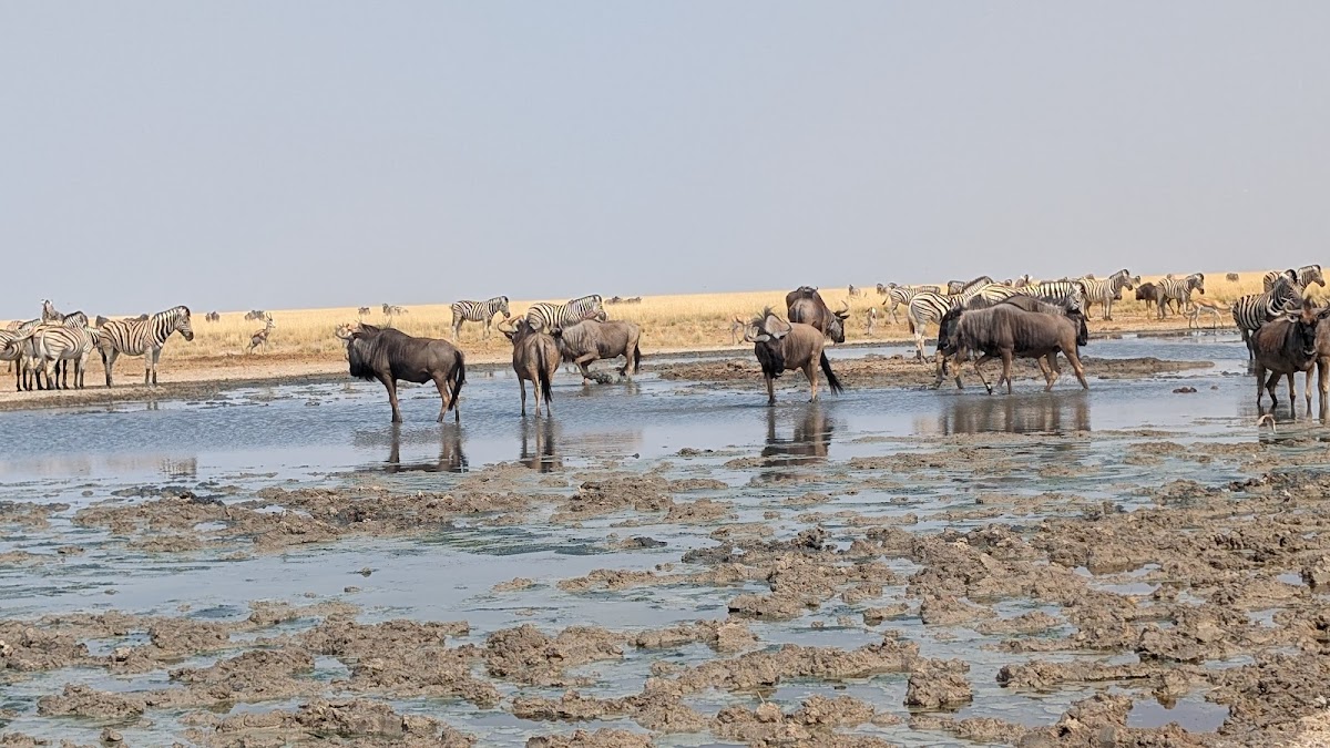 Safari B - Namibia & beyond — tour operator in Extension 10 Einstein, Namibia – photo 4