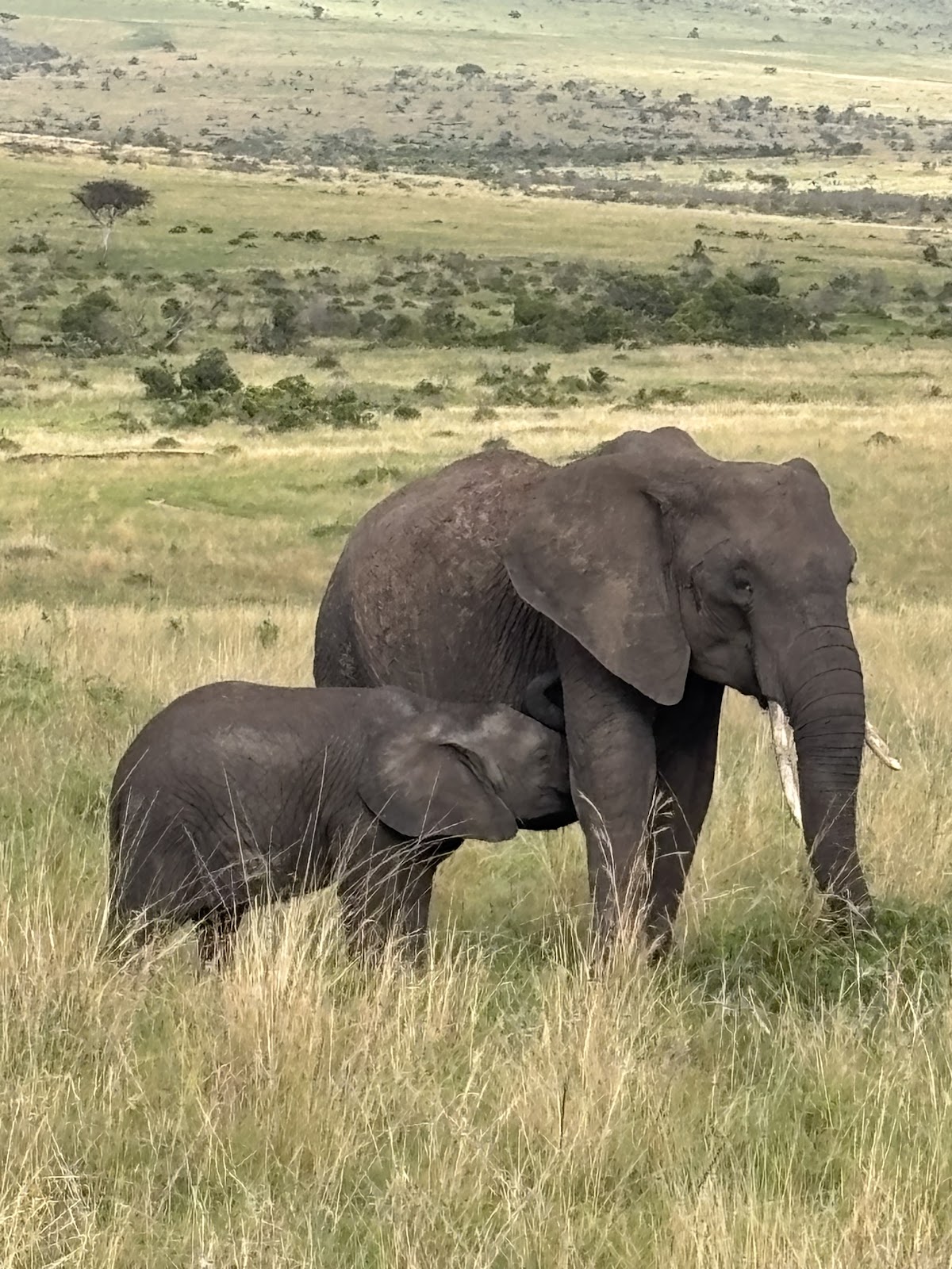Bigfoot Adventures Kenya — tour operator in Suna Rd, Kenya – photo 1