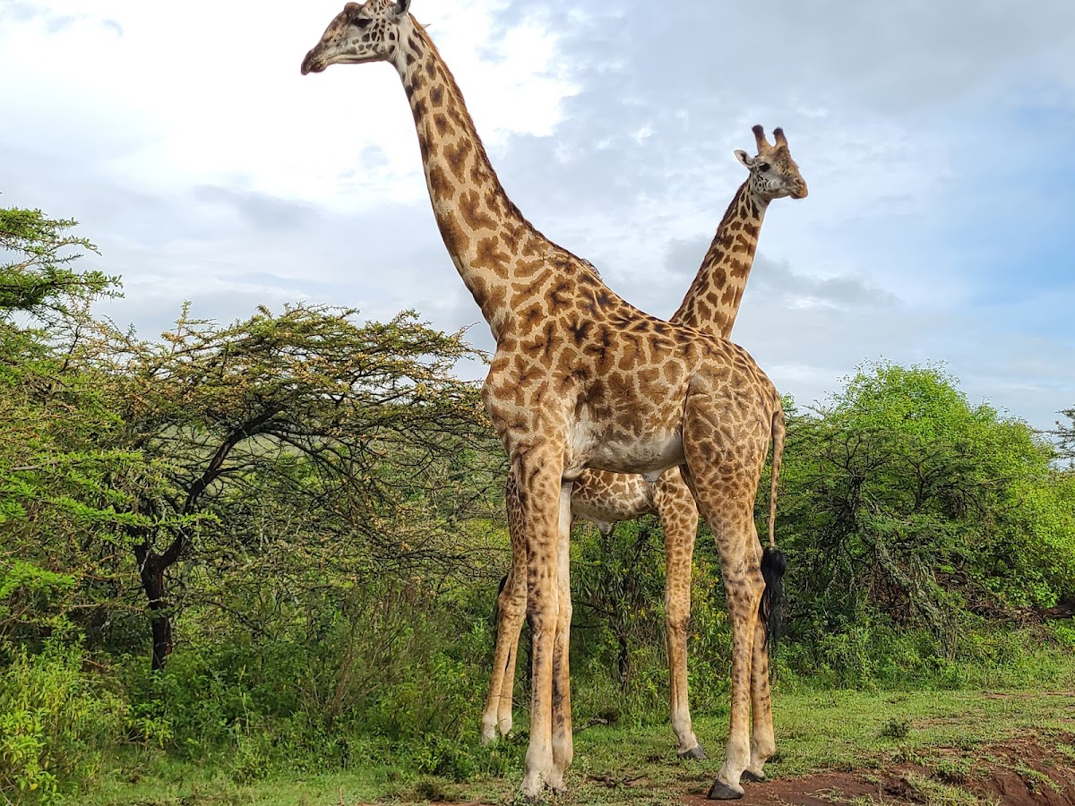 Bigfoot Adventures Kenya — tour operator in Suna Rd, Kenya – photo 2