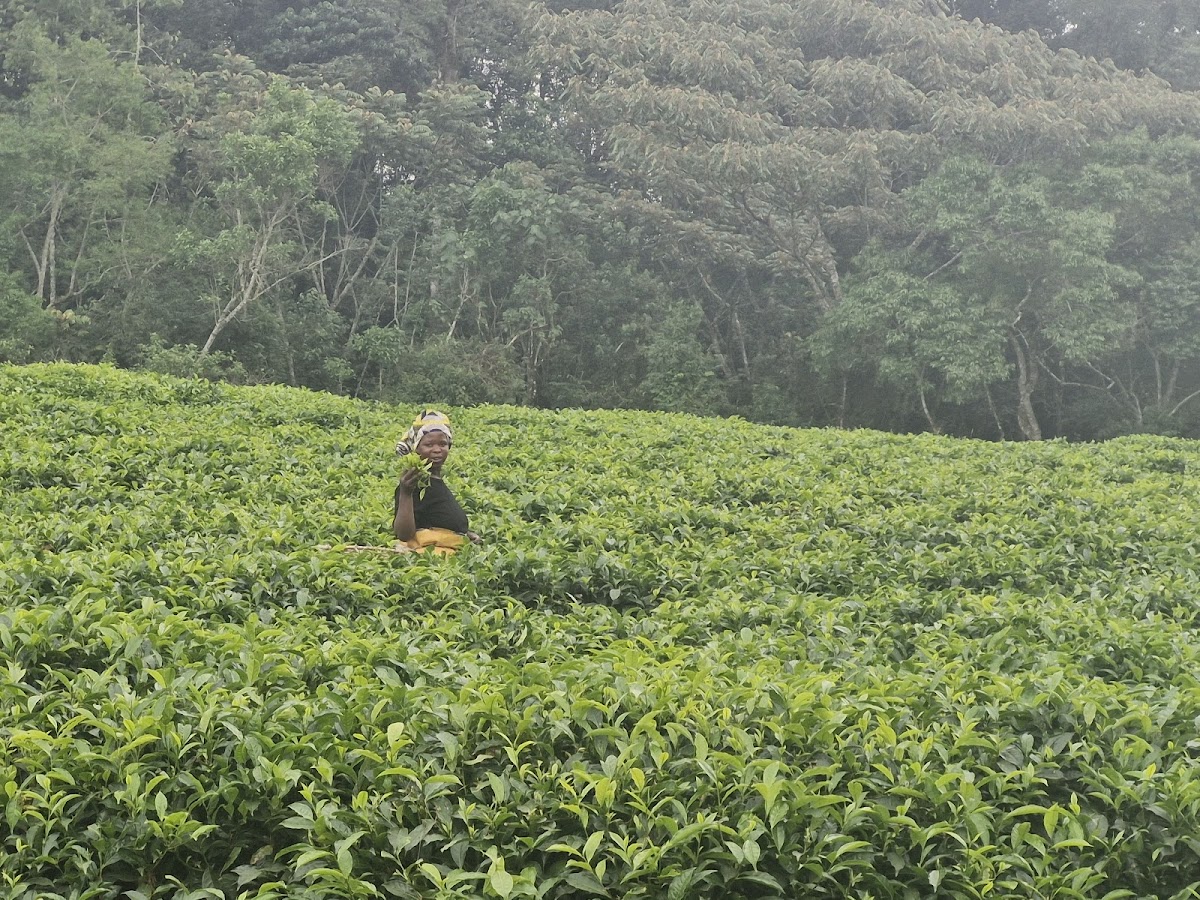 AFRICAN TRAVELLERS LTD — tour operator in 1 KN 78 St, Rwanda – photo 6