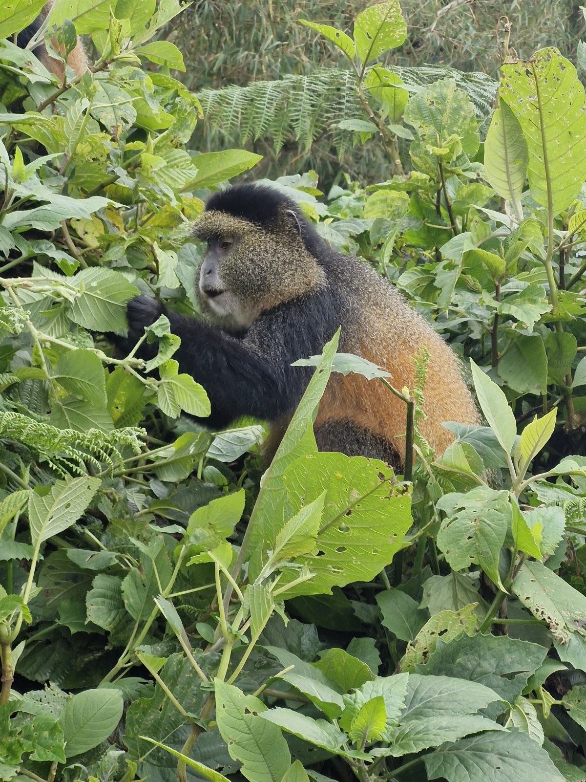 AFRICAN TRAVELLERS LTD — tour operator in 1 KN 78 St, Rwanda – photo 4