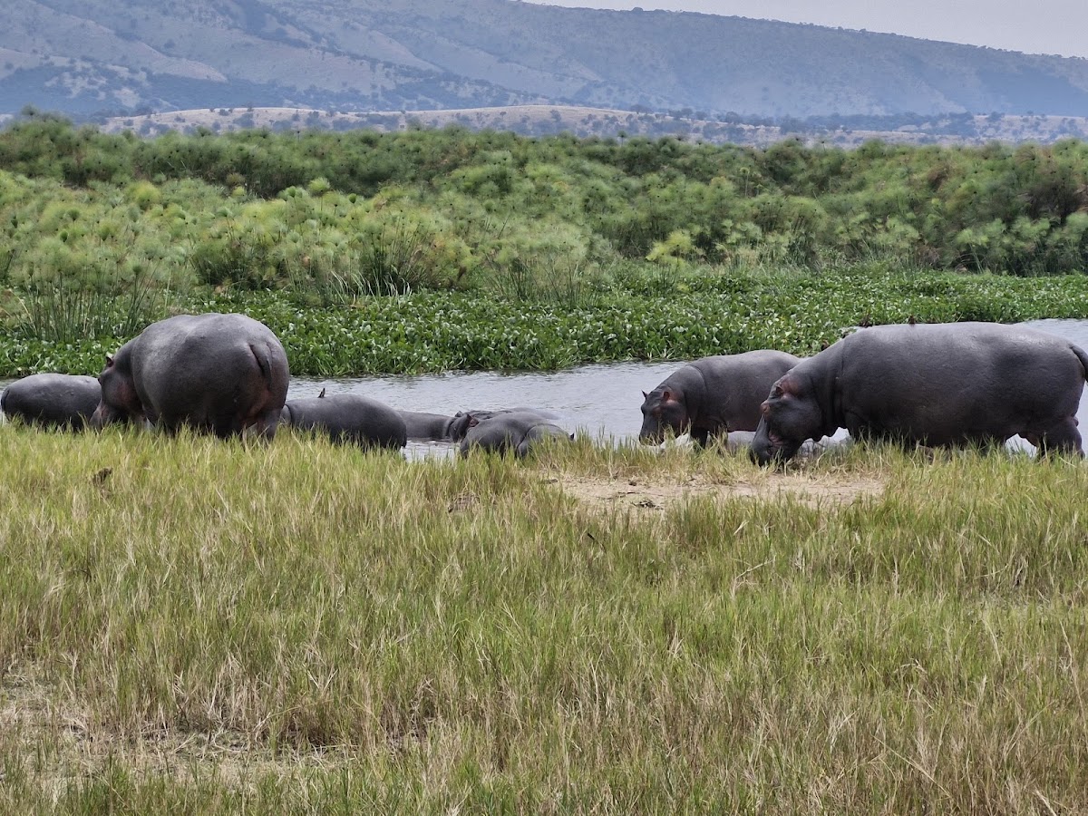 AFRICAN TRAVELLERS LTD — tour operator in 1 KN 78 St, Rwanda – photo 5