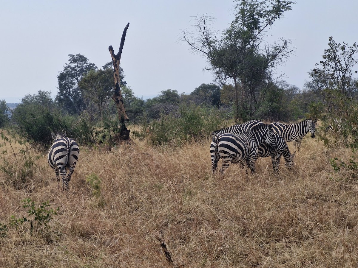 AFRICAN TRAVELLERS LTD — tour operator in 1 KN 78 St, Rwanda – photo 2