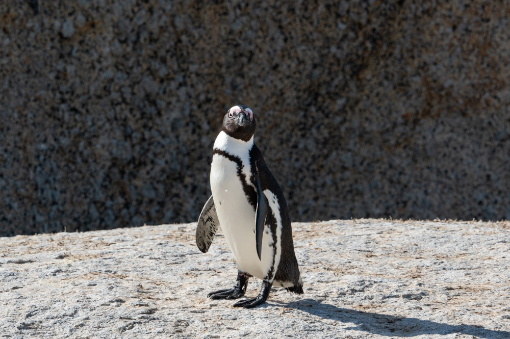 Hylton Ross Tours — tour operator in Cape Town, South Africa – photo 4