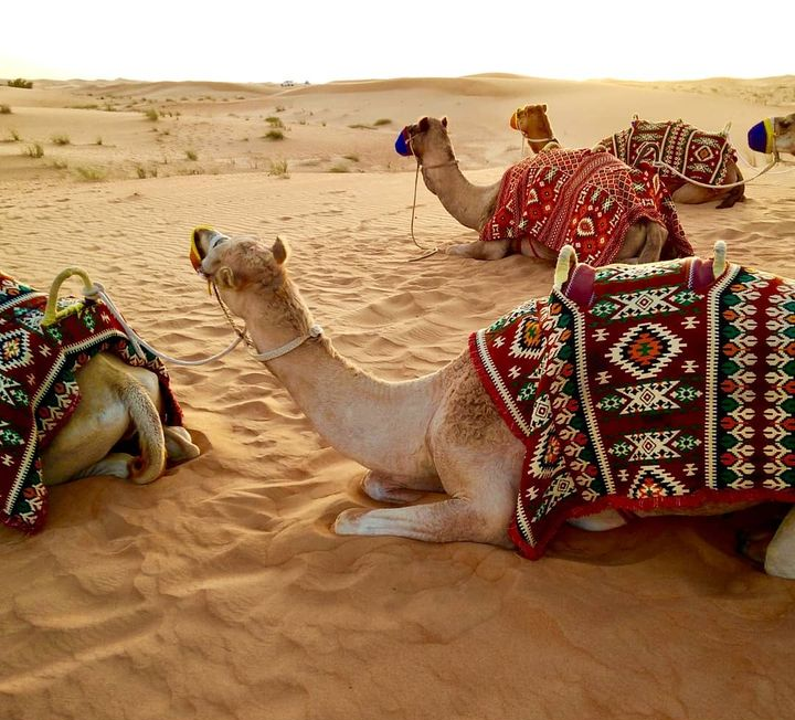 Morocco travel agencies — tour operator in Bd Mohamed VI, Morocco – photo 5