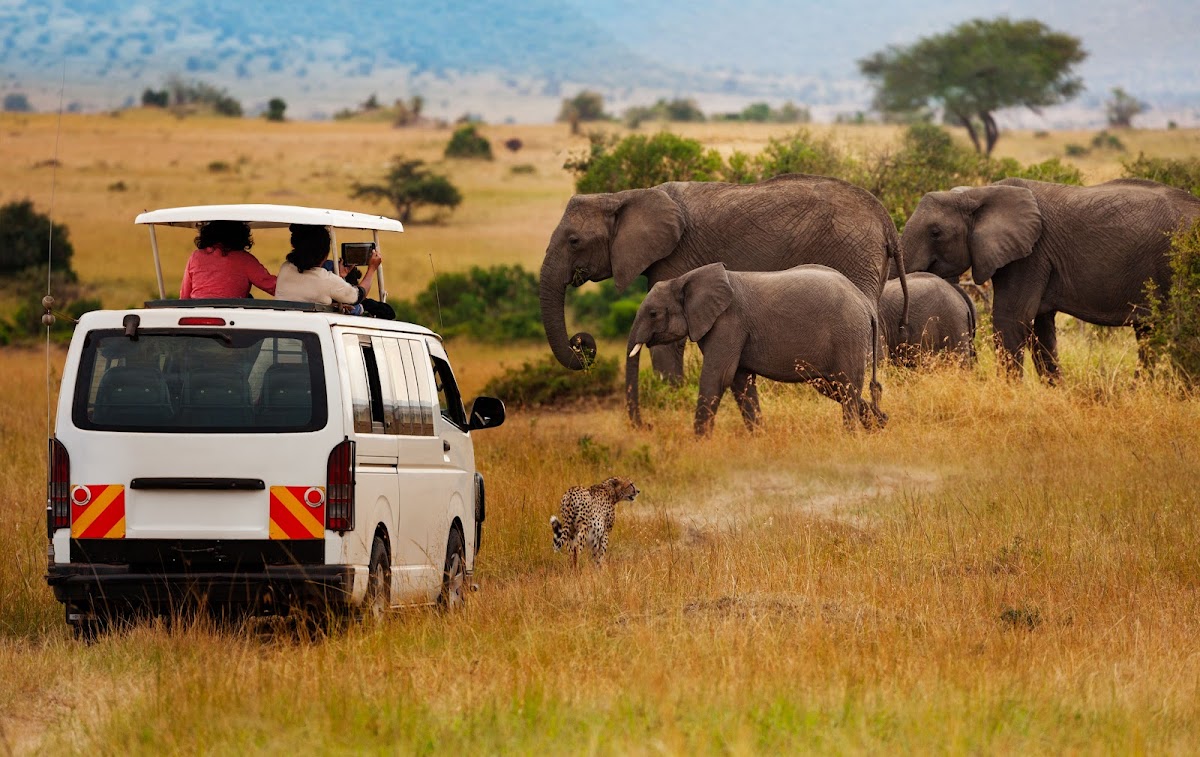 Africa's Kenzi Travel & Tours — tour operator in Cape Town, South Africa – photo 3
