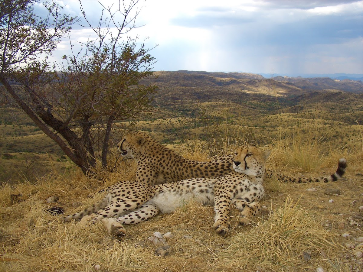 Gazzella Tours — tour operator in 22 Gutsche Street, Namibia – photo 2