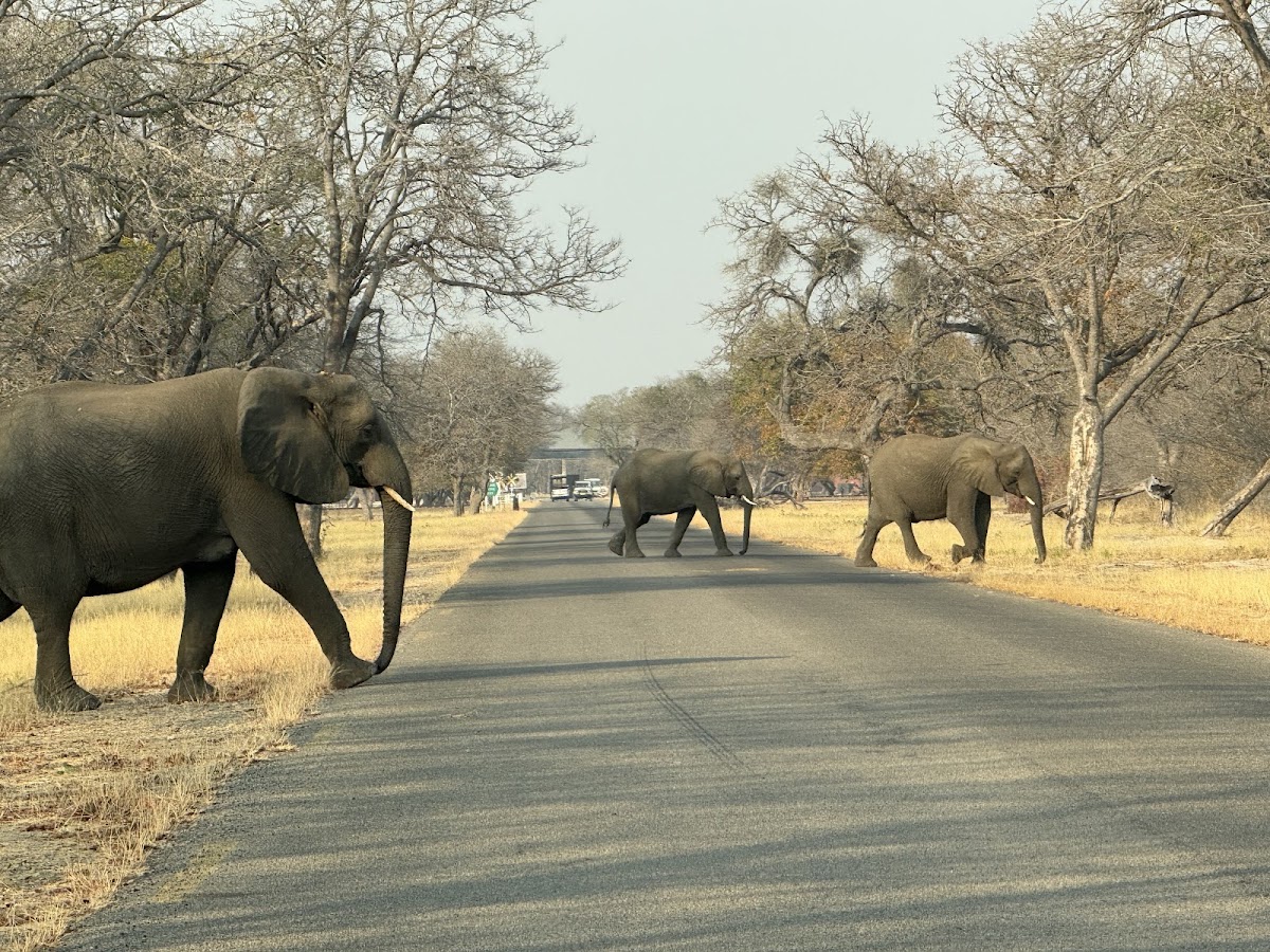 Zambezi Quest Travel And Tours — tour operator in 4 Park Way, Zimbabwe – photo 2