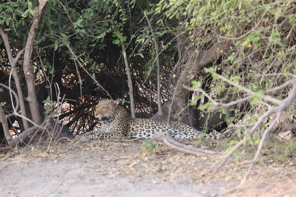 Zambezi Quest Travel And Tours — tour operator in 4 Park Way, Zimbabwe – photo 3