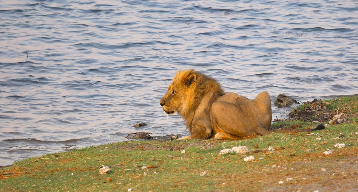 Zambezi Quest Travel And Tours — tour operator in 4 Park Way, Zimbabwe – photo 1
