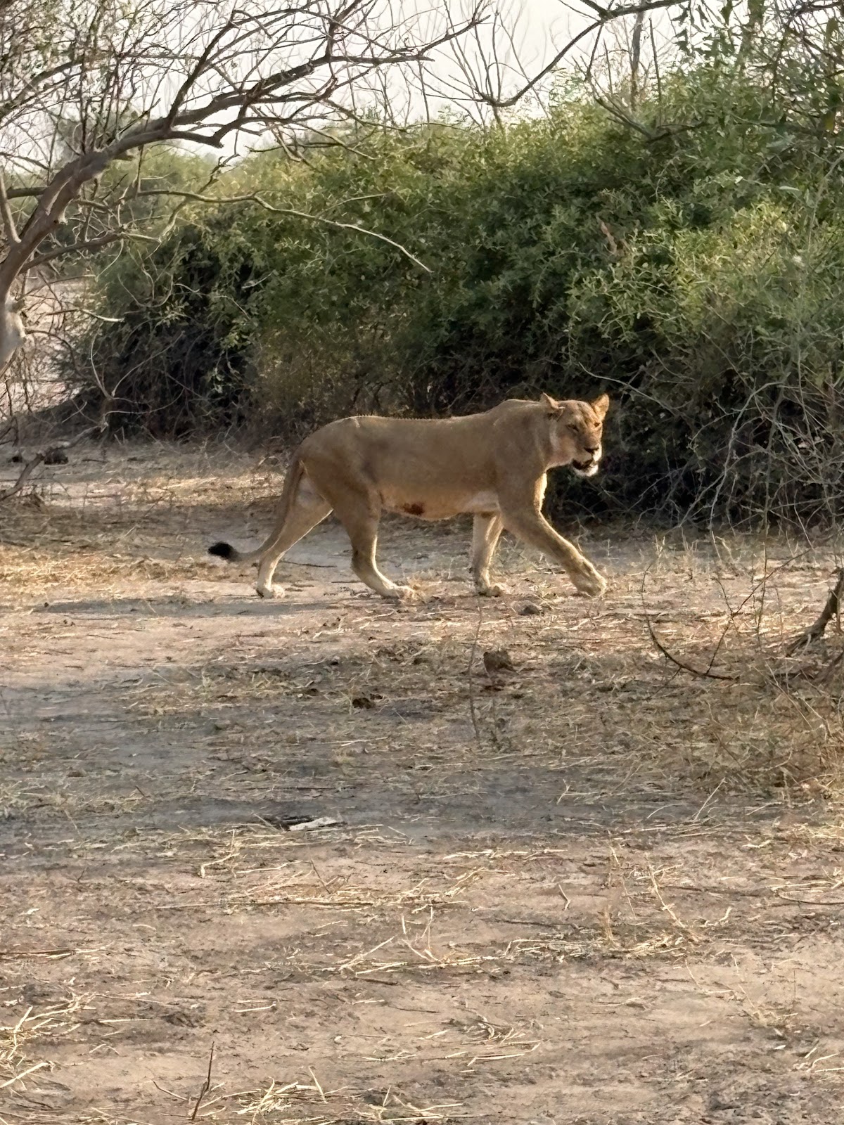 Zambezi Quest Travel And Tours — tour operator in 4 Park Way, Zimbabwe – photo 6