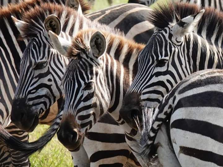 Laba Africa Expeditions & 4X4 Rentals in Uganda, Kenya and Tanzania — tour operator in Suwara Close, Uganda – photo 5