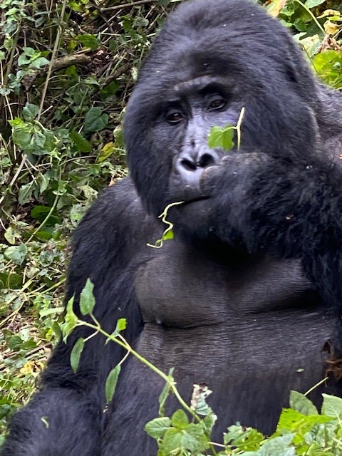 Laba Africa Expeditions & 4X4 Rentals in Uganda, Kenya and Tanzania — tour operator in Suwara Close, Uganda – photo 4