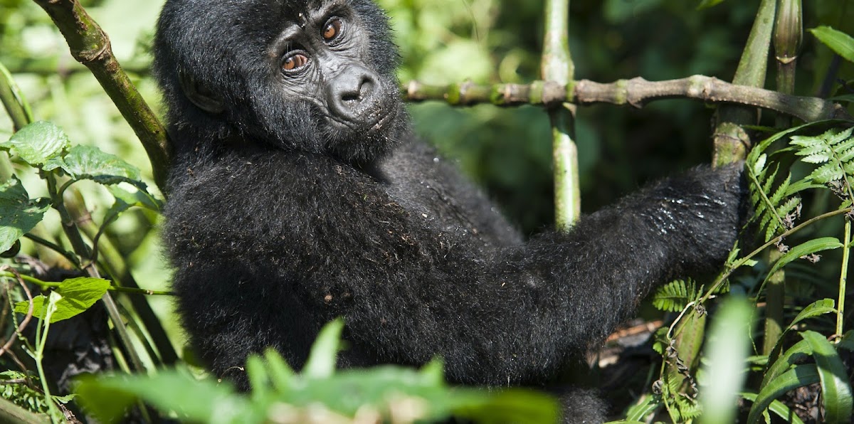 Laba Africa Expeditions & 4X4 Rentals in Uganda, Kenya and Tanzania — tour operator in Suwara Close, Uganda – photo 1