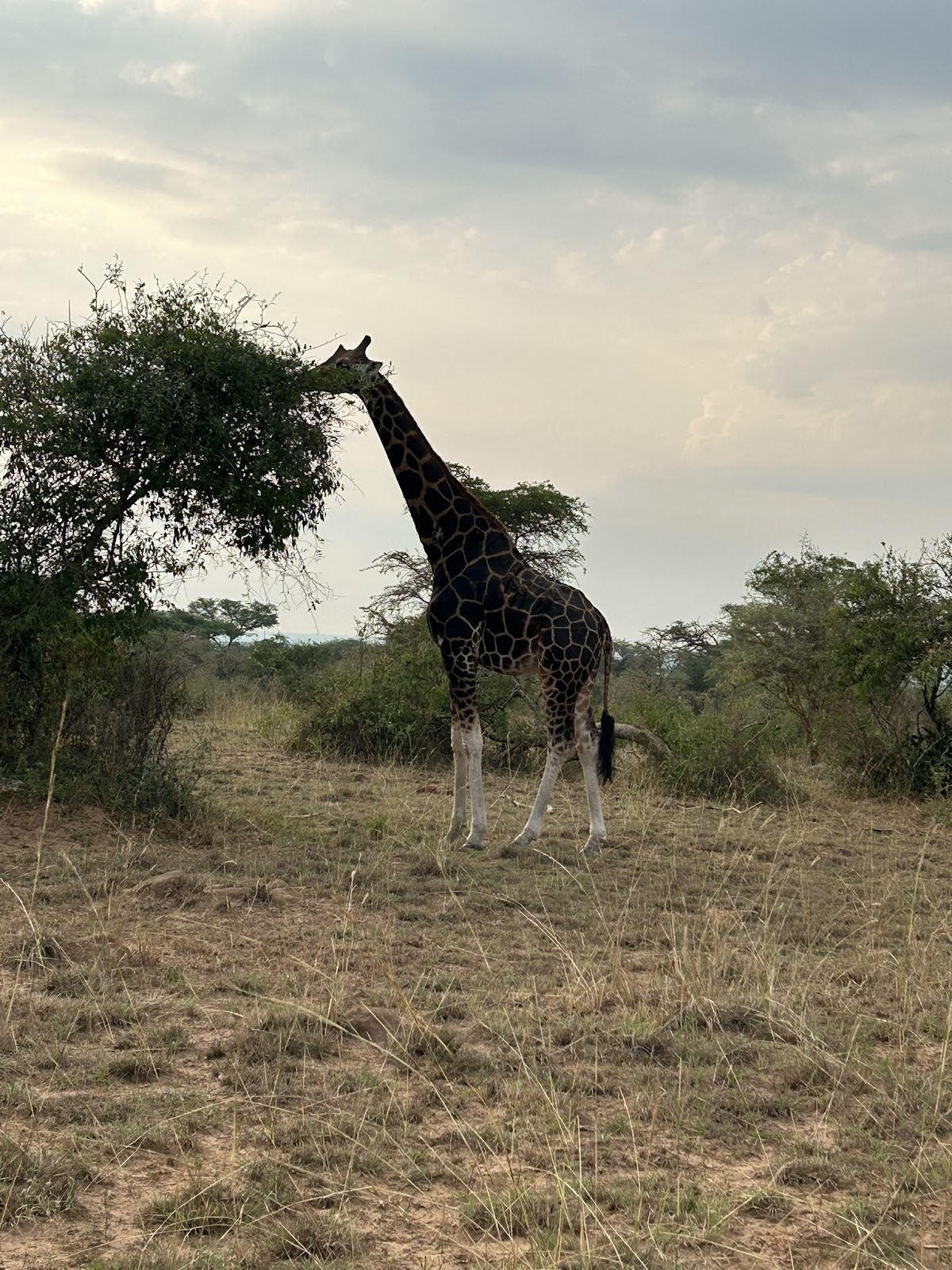 Laba Africa Expeditions & 4X4 Rentals in Uganda, Kenya and Tanzania — tour operator in Suwara Close, Uganda – photo 6