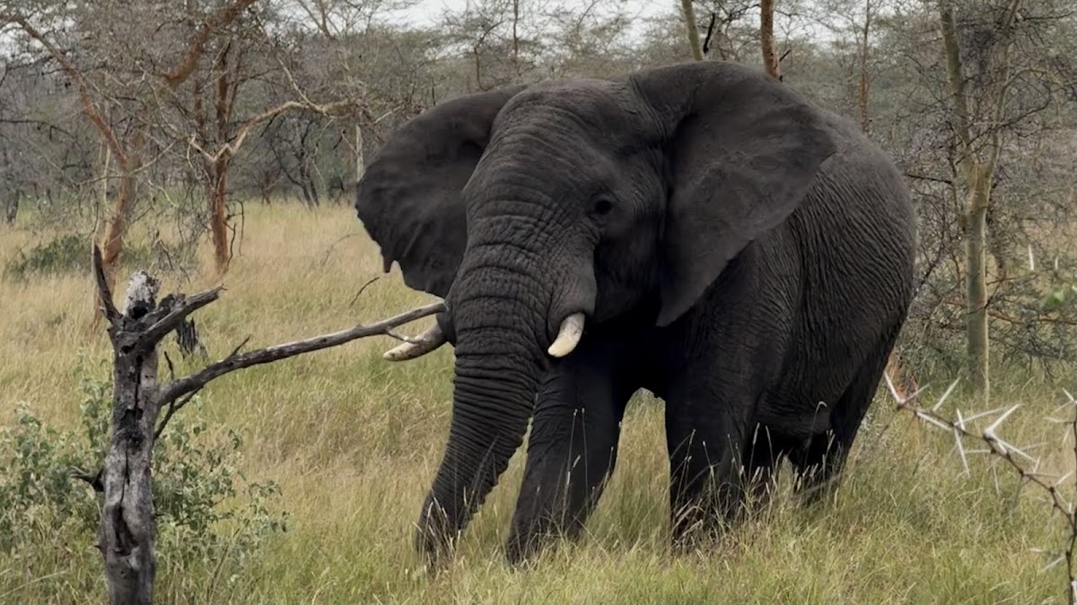 KITANO TOURS AND SAFARIS CO L.T.D | Tanzania Safari Tour operator/company | Kilimanjaro joining group | 1,2,3,4,5 Sharing — tour operator in Mkwawa evenue, Tanzania – photo 6