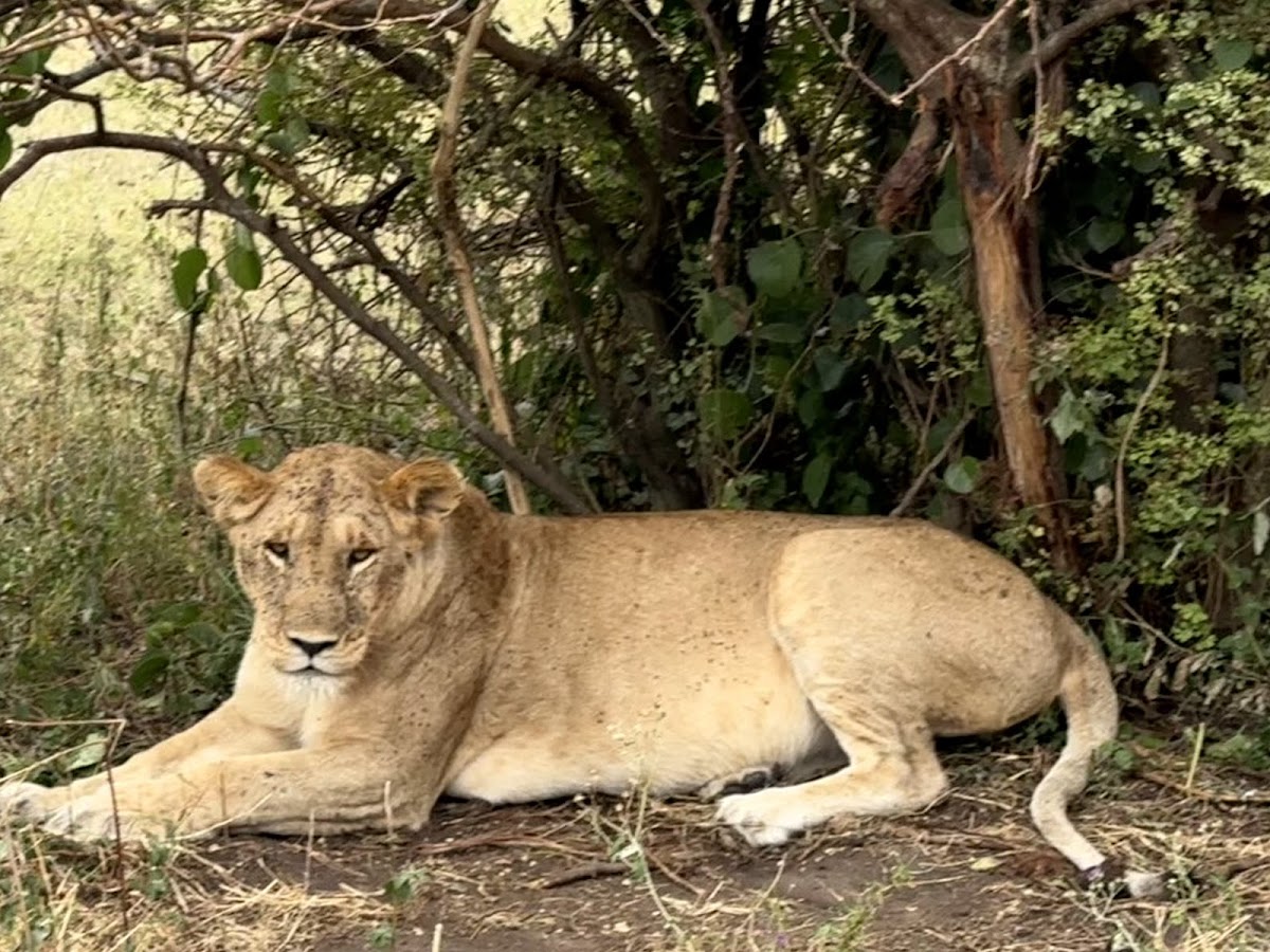KITANO TOURS AND SAFARIS CO L.T.D | Tanzania Safari Tour operator/company | Kilimanjaro joining group | 1,2,3,4,5 Sharing — tour operator in Mkwawa evenue, Tanzania – photo 4
