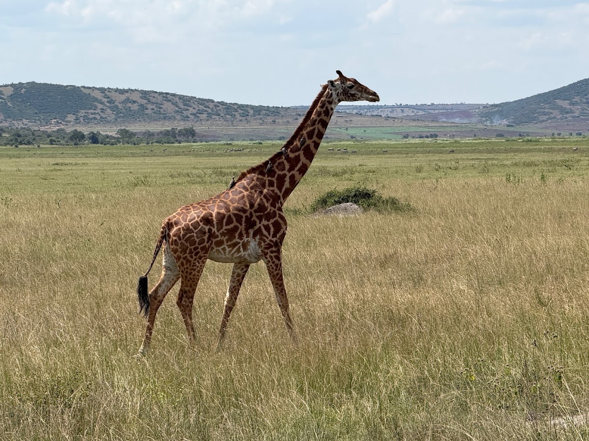 Lion Safaris Rwanda — tour operator in 2 KG 184 St, Rwanda – photo 5