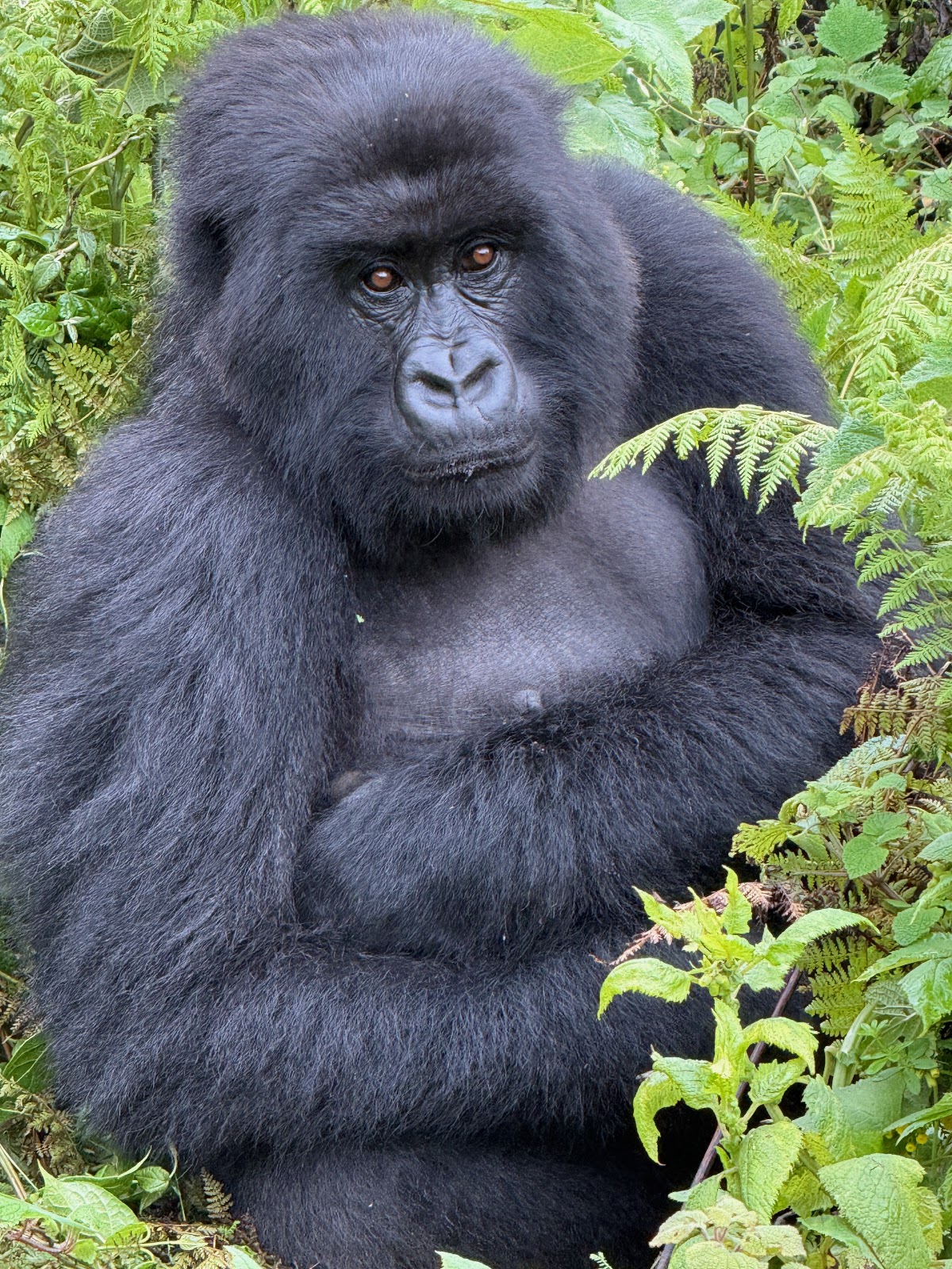 Lion Safaris Rwanda — tour operator in 2 KG 184 St, Rwanda – photo 2