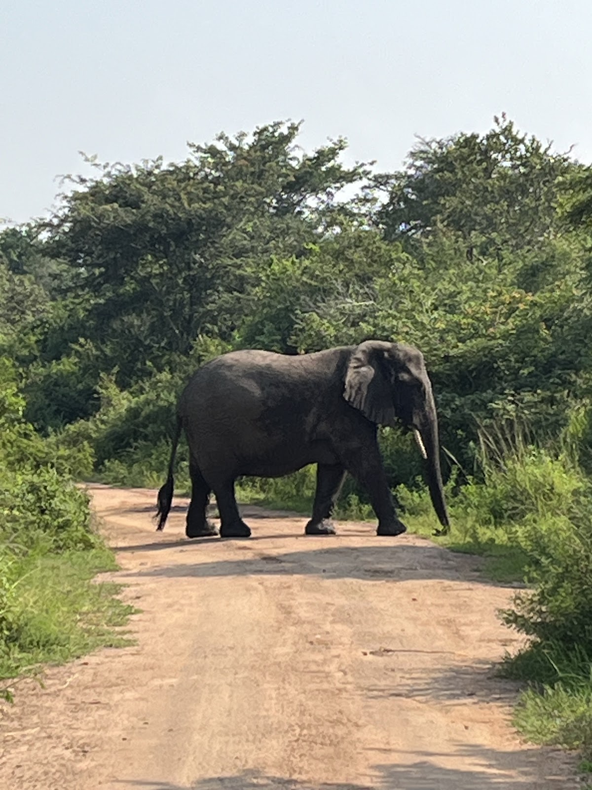 Lion Safaris Rwanda — tour operator in 2 KG 184 St, Rwanda – photo 3