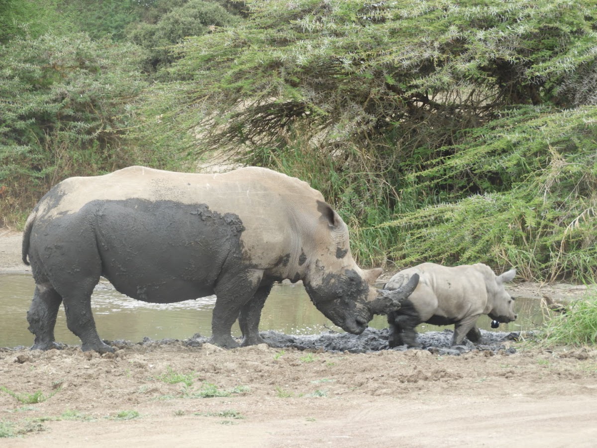 WASILI KENYA SAFARIS — tour operator in 7281 Safaripark Ave, Kenya – photo 6