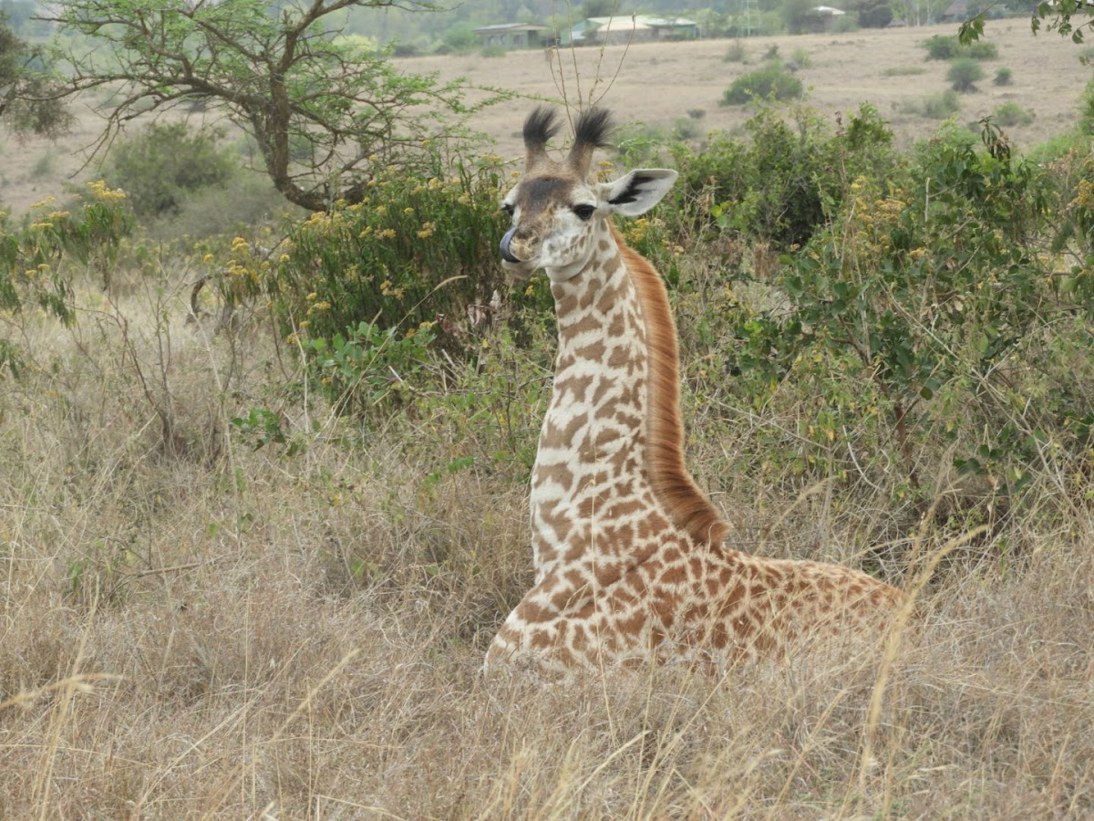 WASILI KENYA SAFARIS — tour operator in 7281 Safaripark Ave, Kenya – photo 3