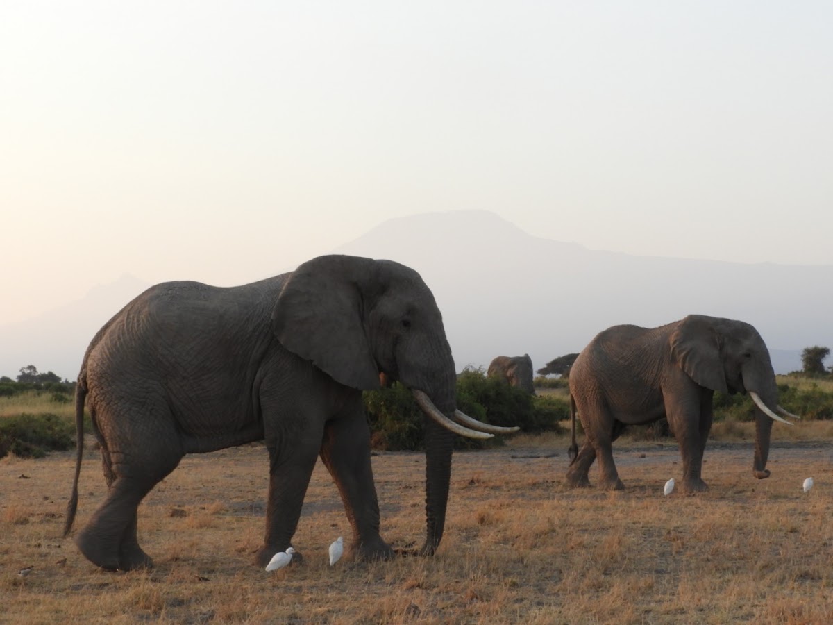 WASILI KENYA SAFARIS — tour operator in 7281 Safaripark Ave, Kenya – photo 2