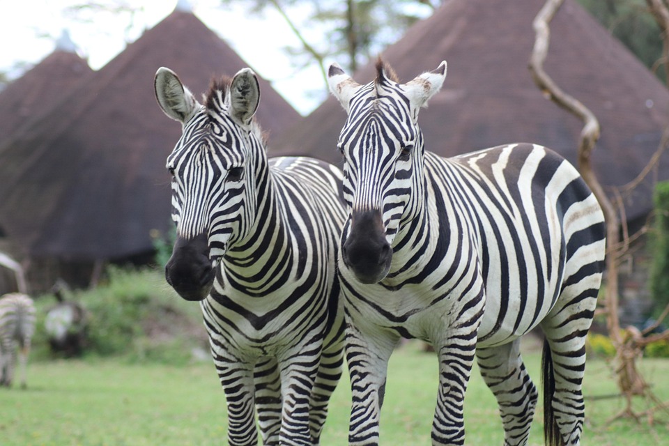 WASILI KENYA SAFARIS — tour operator in 7281 Safaripark Ave, Kenya – photo 4