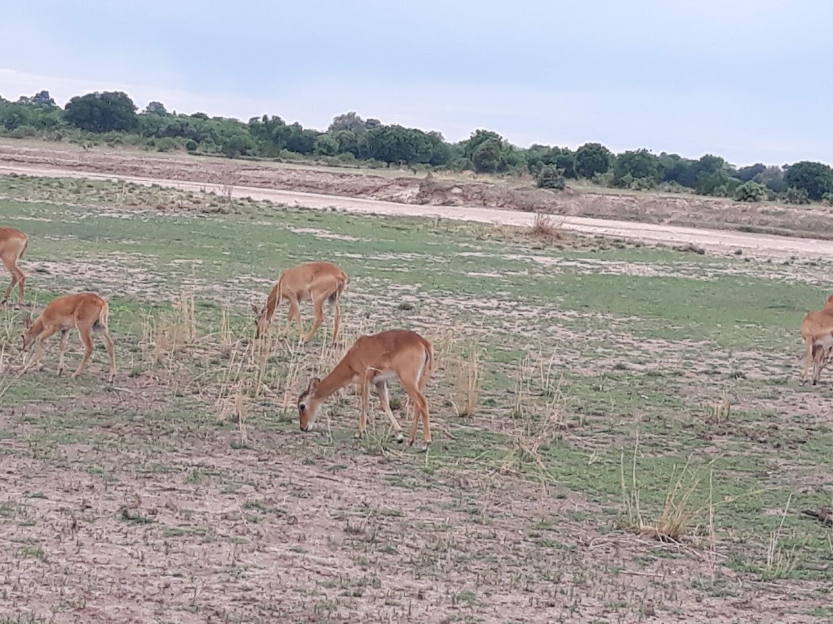 Mambo Tours, Zambia — tour operator in 217 Mosi-o-tunya Rd, Zambia – photo 3