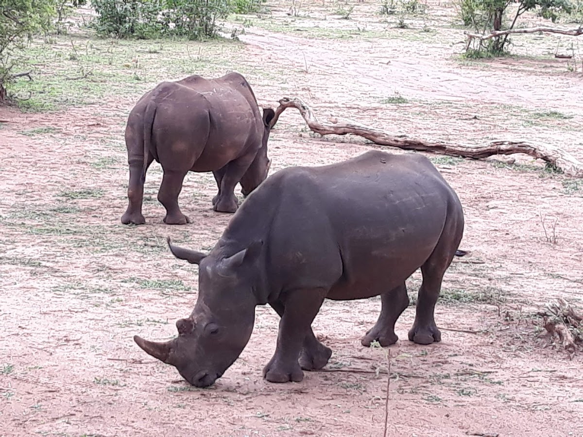 Mambo Tours, Zambia — tour operator in 217 Mosi-o-tunya Rd, Zambia – photo 1