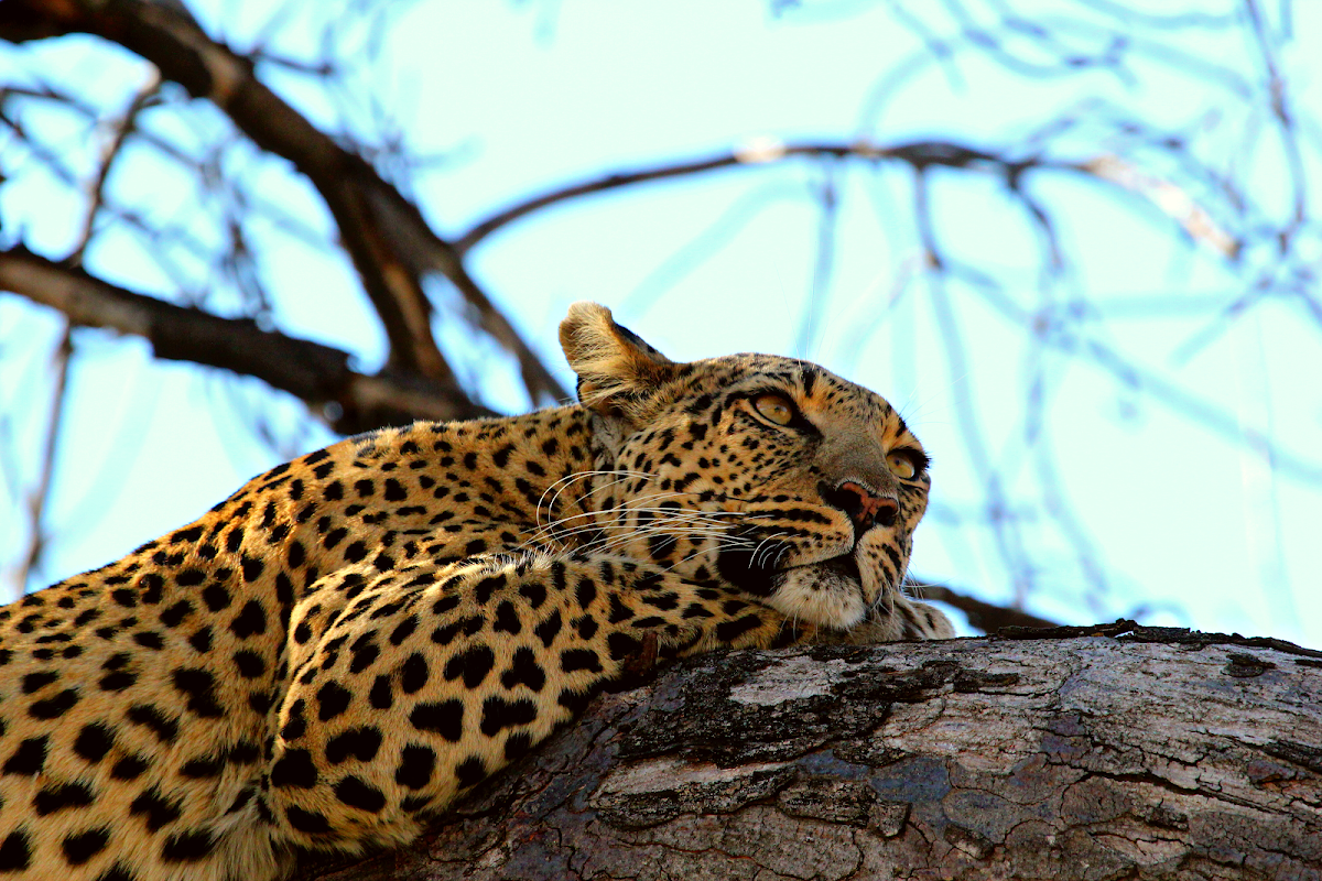 House of Safari — tour operator in Newtown, Botswana – photo 3