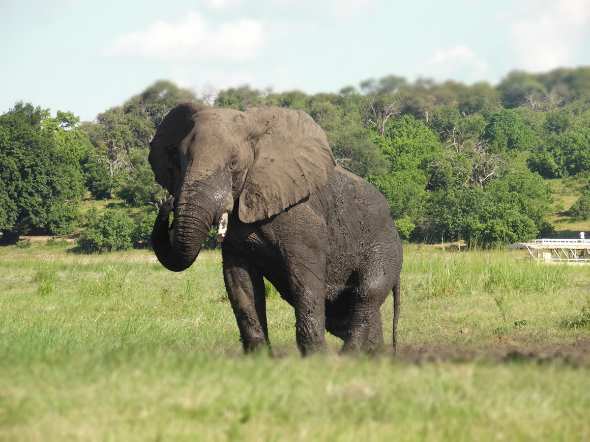 House of Safari — tour operator in Newtown, Botswana – photo 2