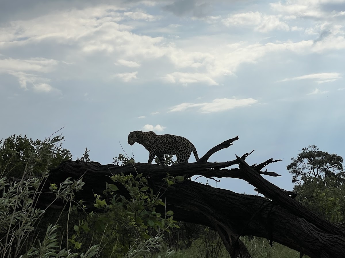 Africa Kamonate Tours & Safaris — tour operator in Mathiba I St, Botswana – photo 5