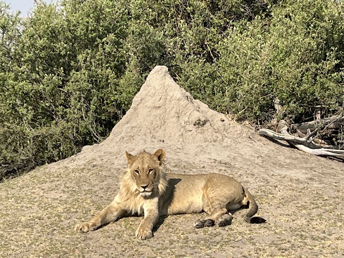 Africa Kamonate Tours & Safaris — tour operator in Mathiba I St, Botswana – photo 4