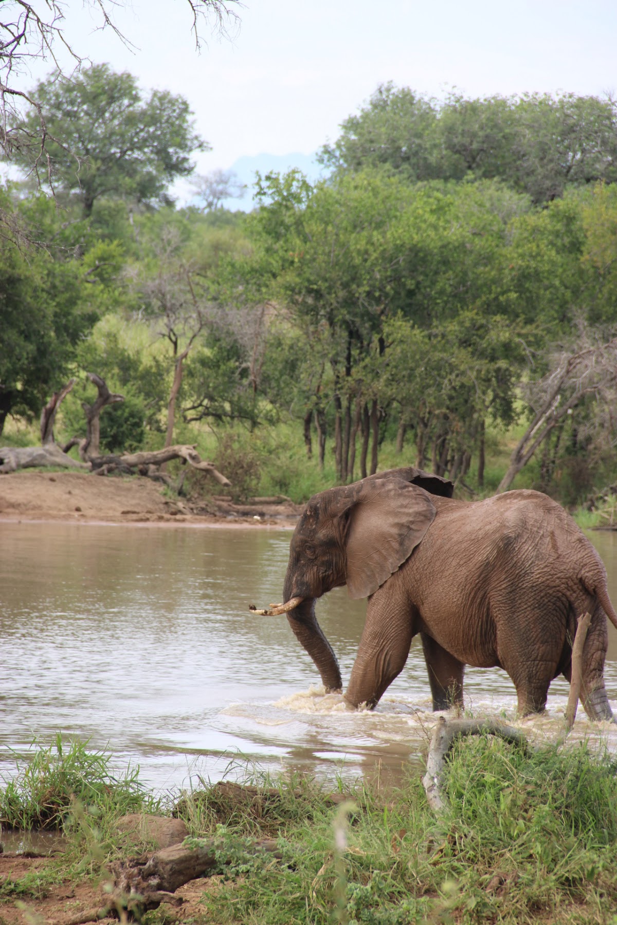 My Africa Safaris | Safari Operator & Travel Company | Hoedspruit — tour operator in Hoedspruit, South Africa – photo 6