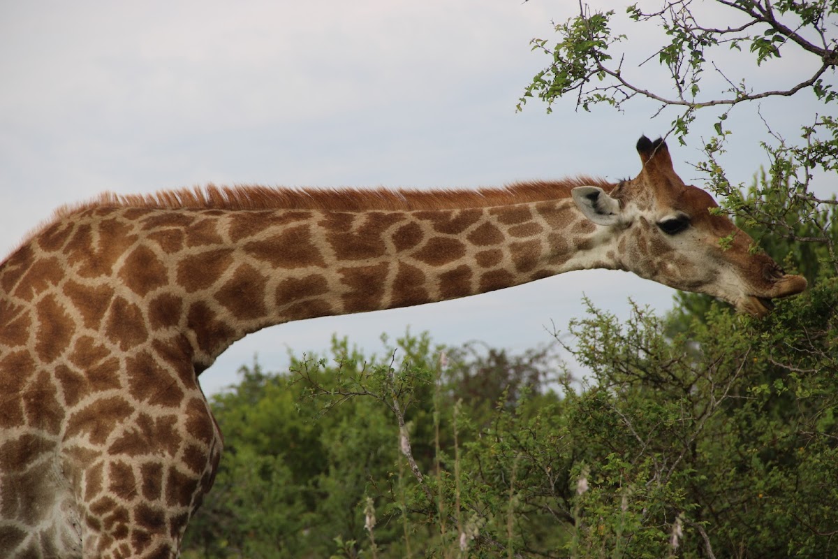 My Africa Safaris | Safari Operator & Travel Company | Hoedspruit — tour operator in Hoedspruit, South Africa – photo 3