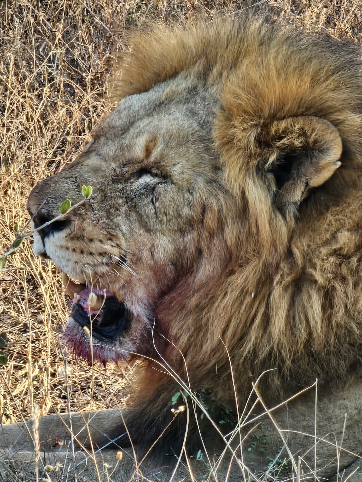 My Africa Safaris | Safari Operator & Travel Company | Hoedspruit — tour operator in Hoedspruit, South Africa – photo 4