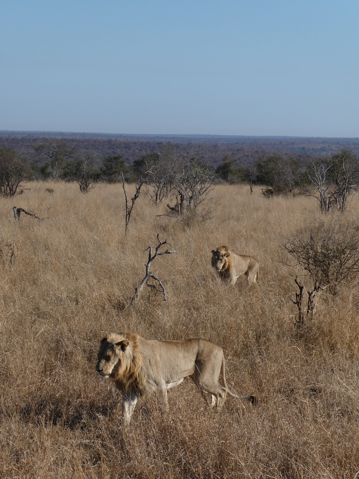 My Africa Safaris | Safari Operator & Travel Company | Hoedspruit — tour operator in Hoedspruit, South Africa – photo 5
