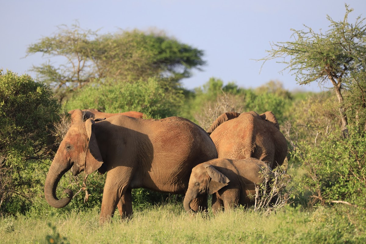 🌴Expeditions Maasai Safaris Tour Company & Travel Agency Nairobi |All Kenya & Abroad Trips & Vacations,Mombasa Beach Holidays — tour operator in Wing A., Kenya – photo 4
